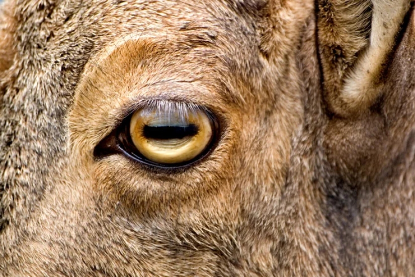 Why do goats have rectangular pupils? Pictolic