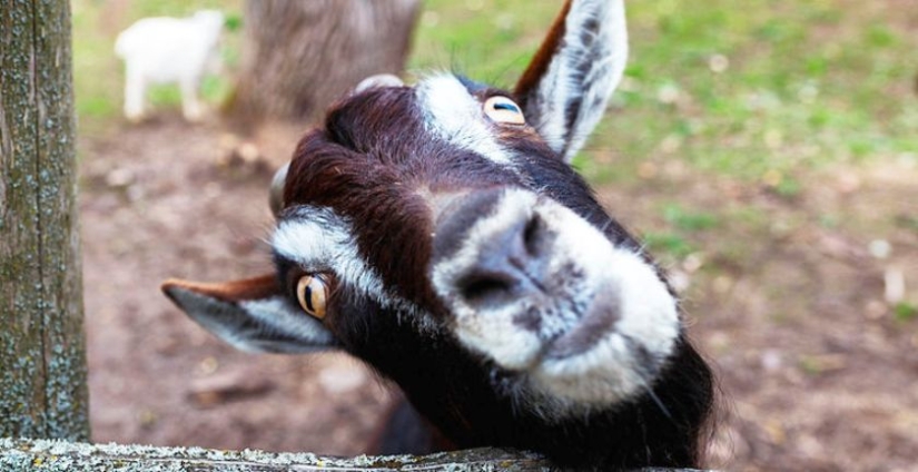 why-do-goats-have-rectangular-pupils-pictolic