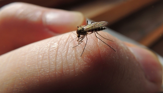 Why do mosquitoes bite some people more than others?