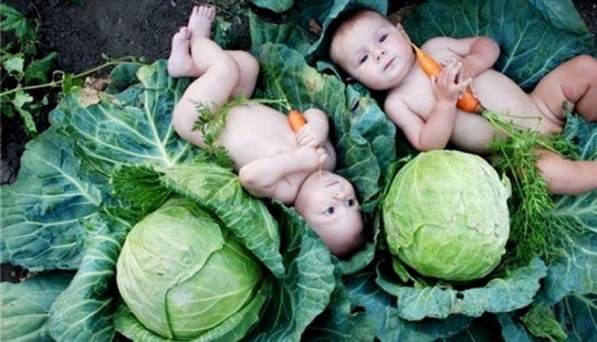 Why do they say that children are "found in cabbage"