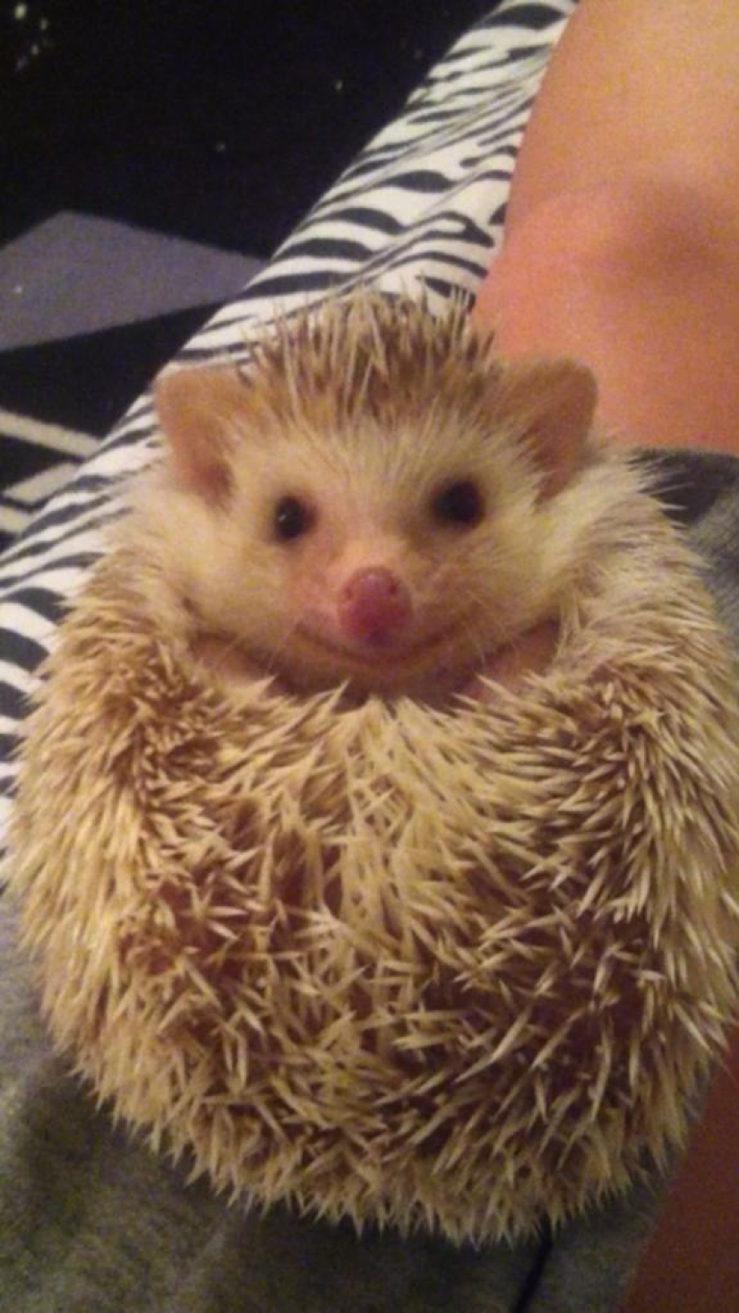 Why hedgehogs are better than cats