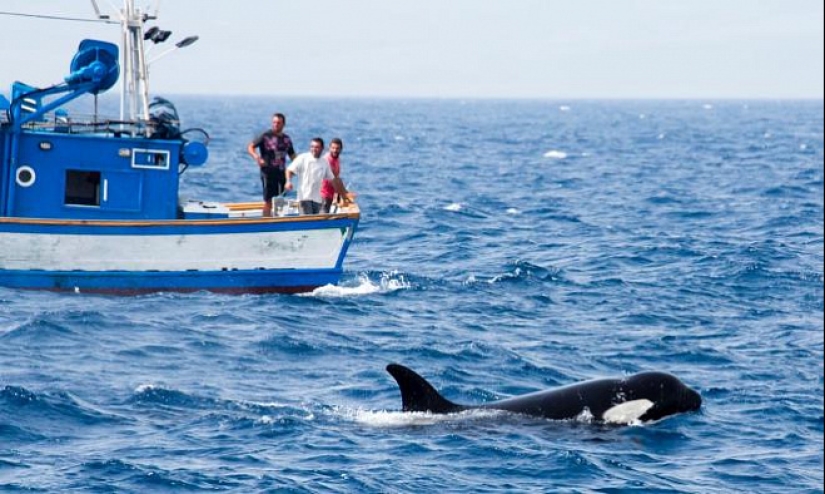 Why killer whales started sinking yachts
