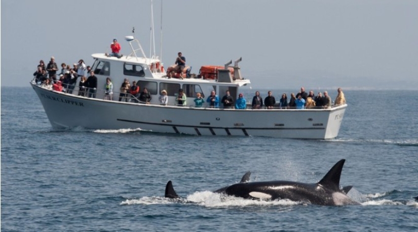 yachts killer whales