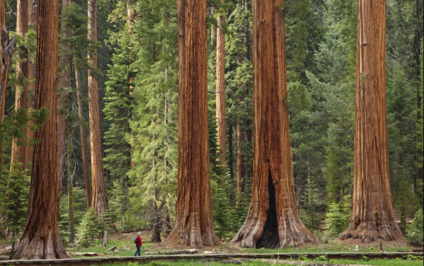 Why no one has seen how the tallest centenarians — sequoias - die