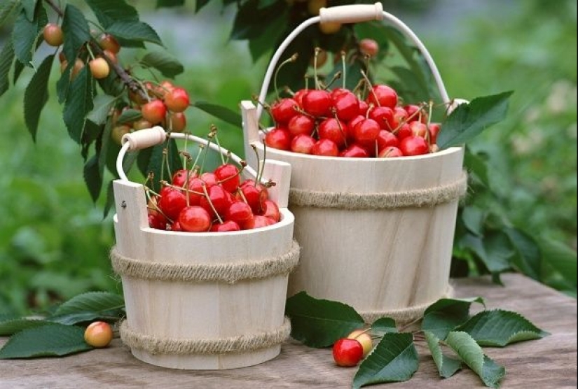 Why some women in Russia were forbidden to eat cherries
