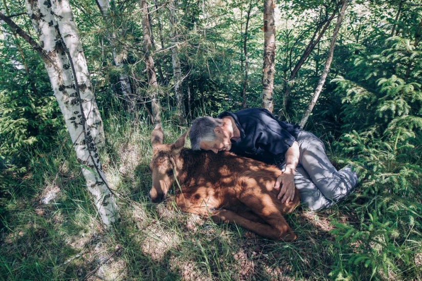 Why the Finns pull to have a pet moose