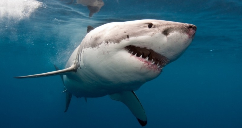 Why there are no sharks dangerous to humans in the Black Sea