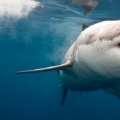 Why there are no sharks dangerous to humans in the Black Sea