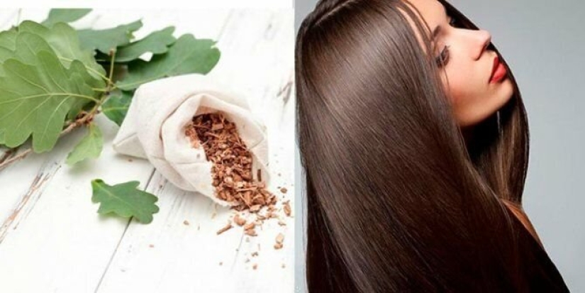 Why water your hair with oak bark. A natural remedy that women have been using since antiquity