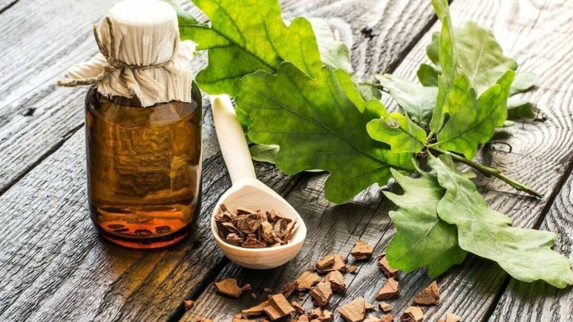 Why water your hair with oak bark. A natural remedy that women have been using since antiquity