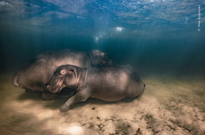 Wildlife Photographer of the Year winners show the beauty — and precarity — of nature
