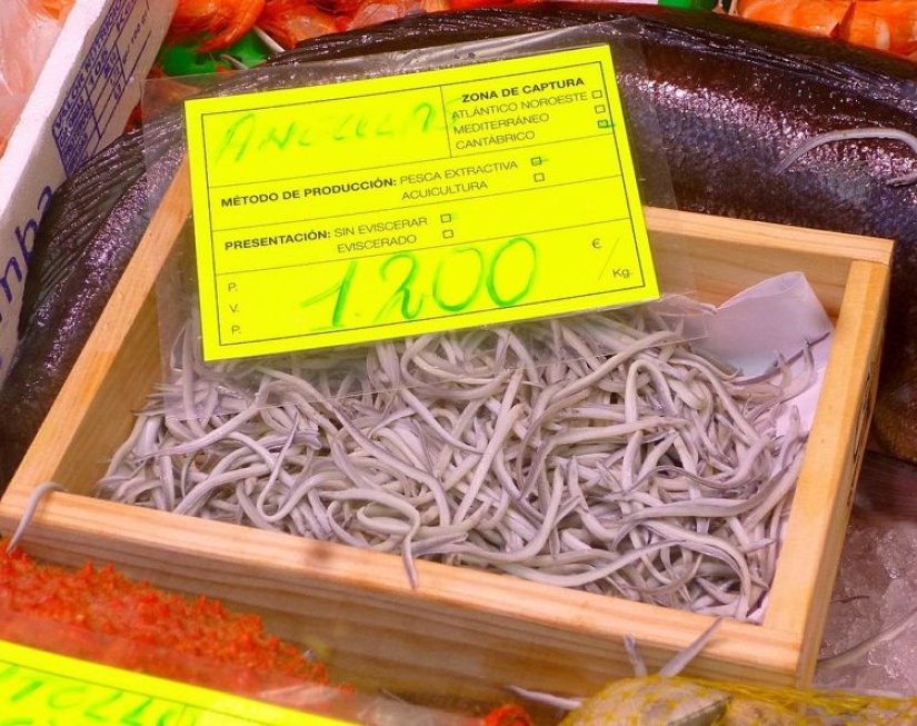 Without taste and color, it costs a thousand euros: how the fry of the river eel turned from animal feed into a delicacy