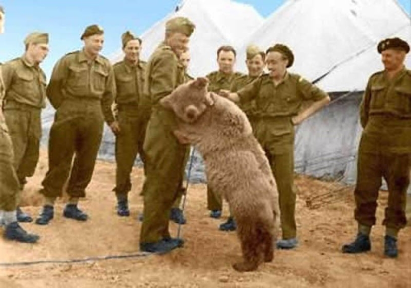 Wojtek: La historia de un oso luchador
