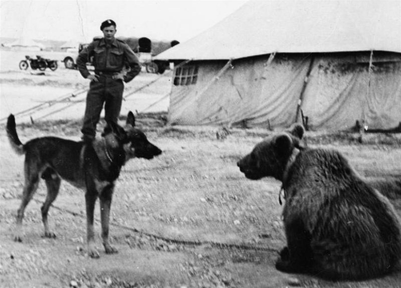Wojtek: La historia de un oso luchador
