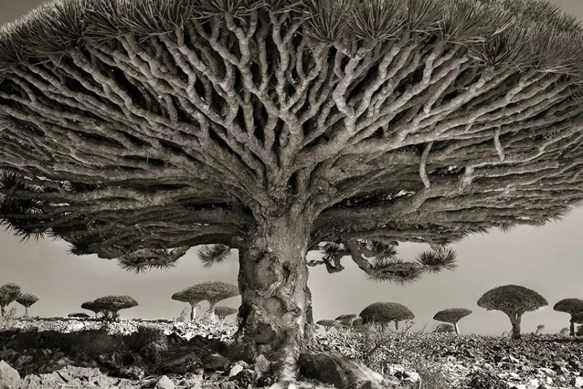 Woman spent 14 years in search of ancient trees. And it's no wonder!