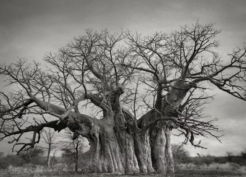 Woman spent 14 years in search of ancient trees. And it's no wonder!