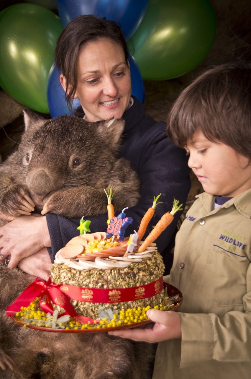 Wombat gigante cumple 30 años y se registra en Tinder