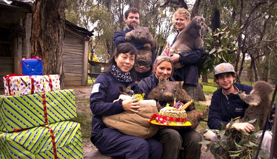 Wombat gigante cumple 30 años y se registra en Tinder