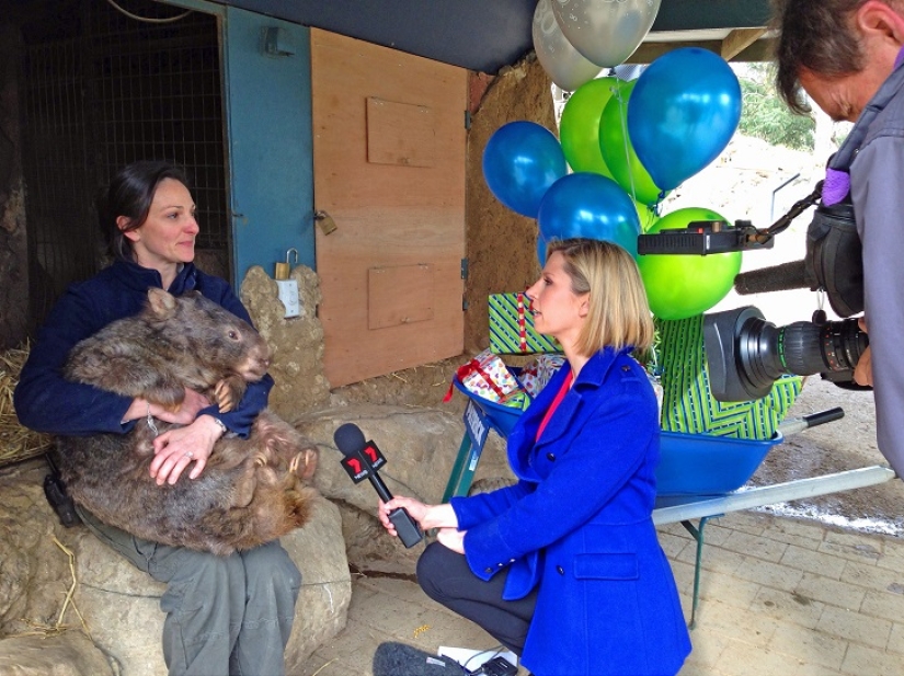Wombat gigante cumple 30 años y se registra en Tinder