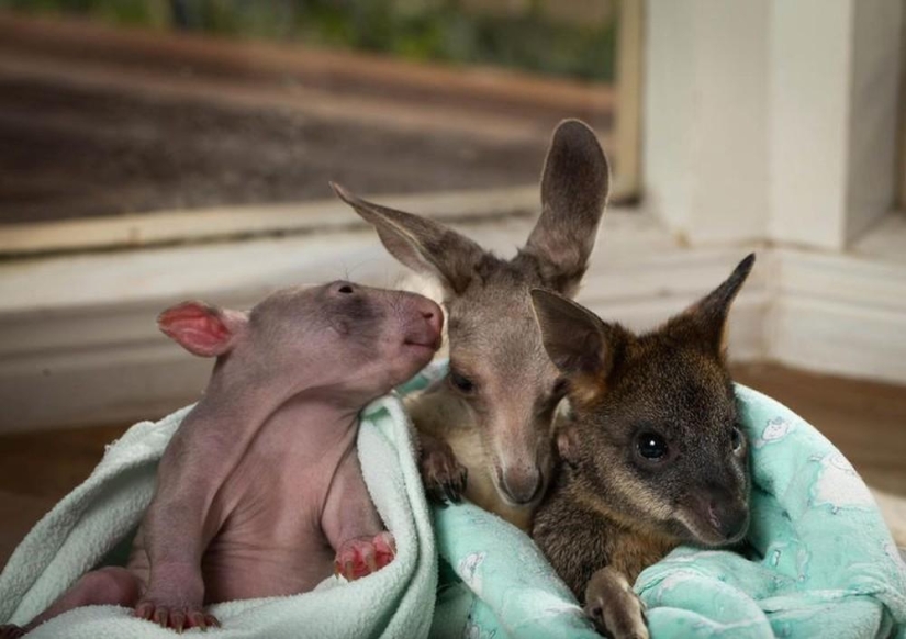 Wombat y canguro huérfanos se vuelven mejores amigos