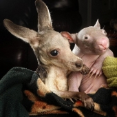 Wombat y canguro huérfanos se vuelven mejores amigos