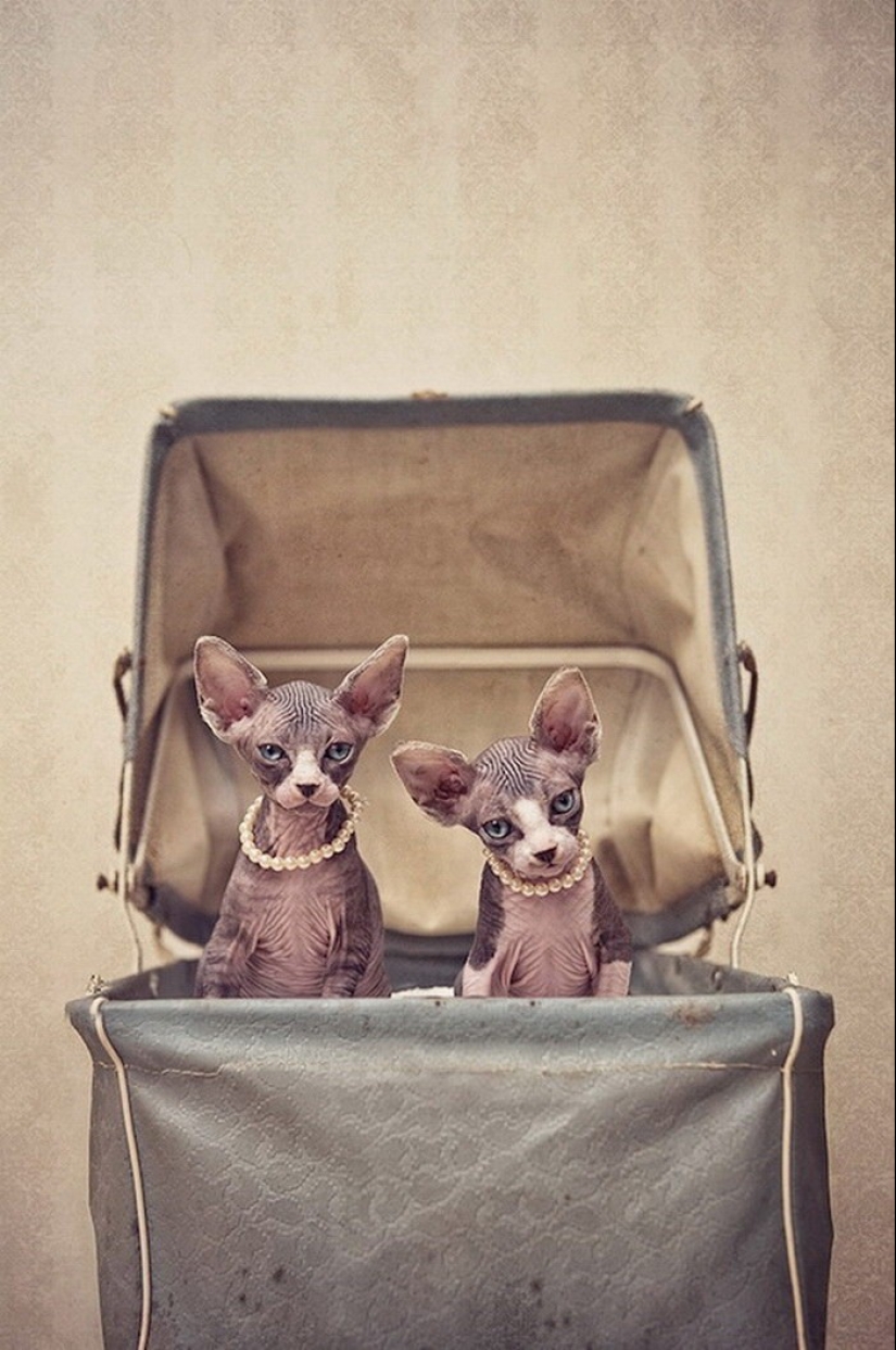 Wonderful sphinx cats in photos by Serena Hodson