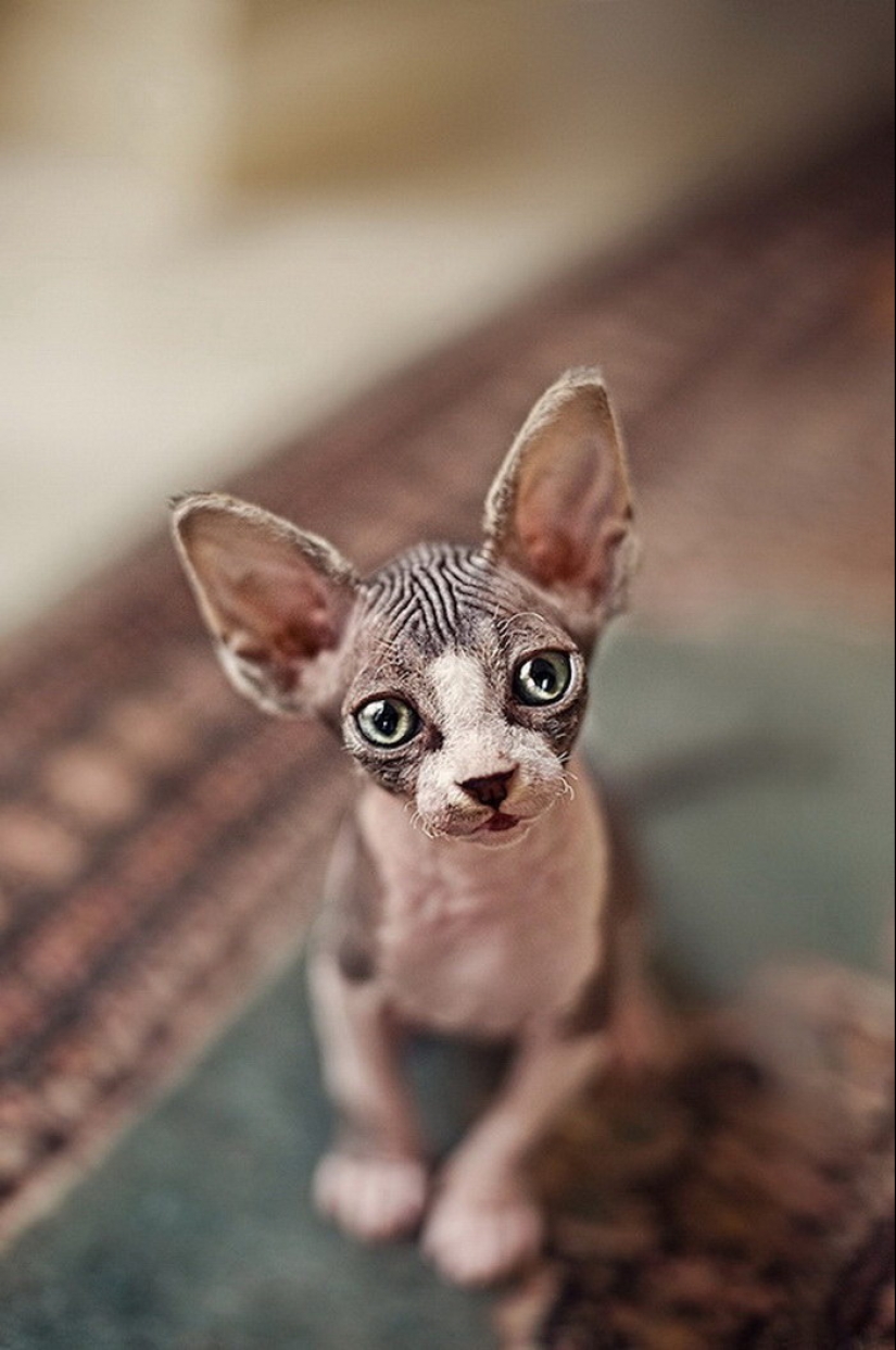 Wonderful sphinx cats in photos by Serena Hodson