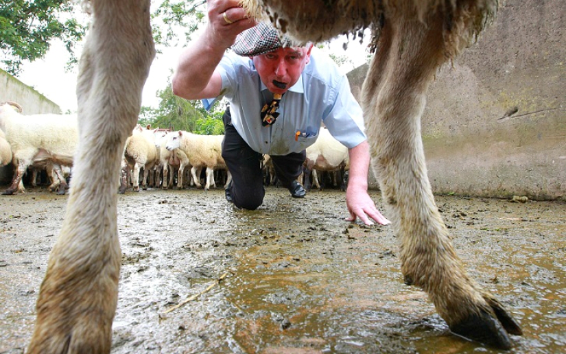 World&#39;s first sheep dung spitting competition