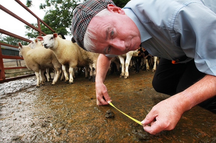 World&#39;s first sheep dung spitting competition