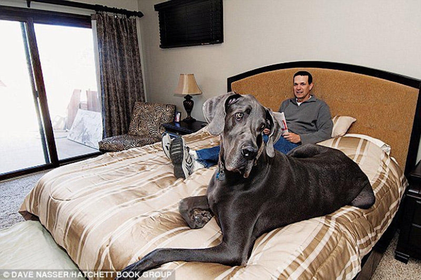 World&#39;s largest dog dies in US