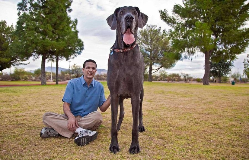 World&#39;s largest dog dies in US