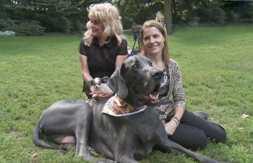 World&#39;s largest dog dies in US