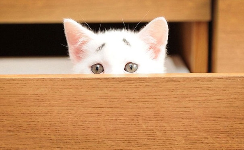 WTF-cat: ¿Por qué esta gatita tan sorprendida?