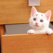 WTF cat: why is this kitten so surprised?