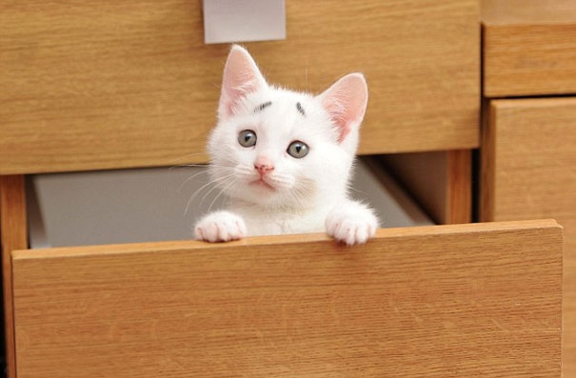 WTF cat: why is this kitten so surprised?