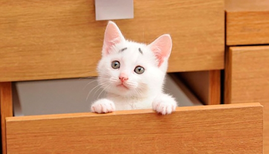 WTF cat: why is this kitten so surprised?