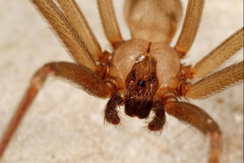 Ya están rastreo para usted: top 10 espeluznante Australiano asesino arañas