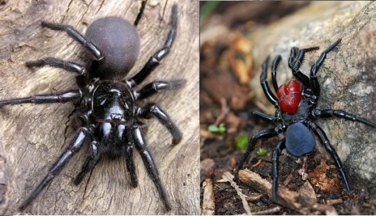 Ya están rastreo para usted: top 10 espeluznante Australiano asesino arañas