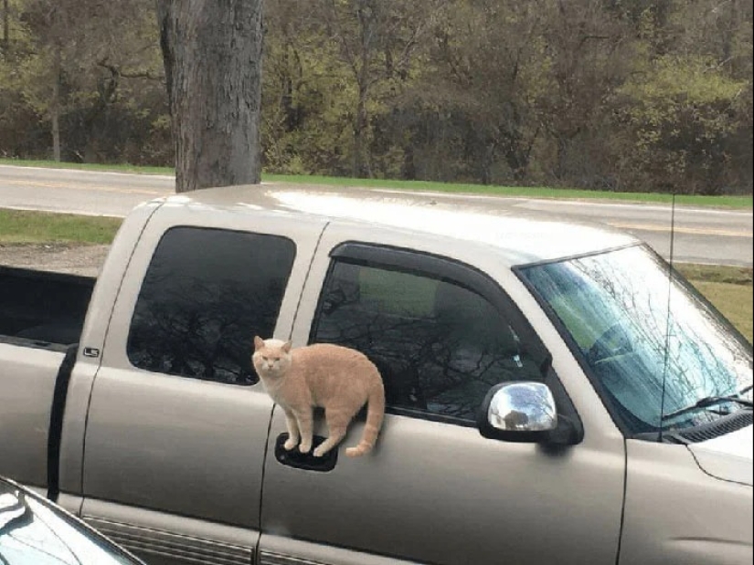 Ya no hay atracción: 30 gatos que querían escupir en las leyes de la física