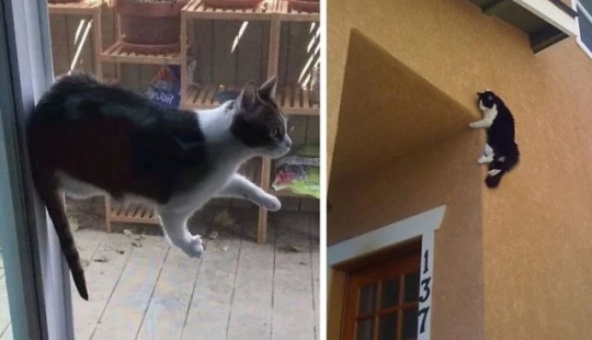Ya no hay atracción: 30 gatos que querían escupir en las leyes de la física