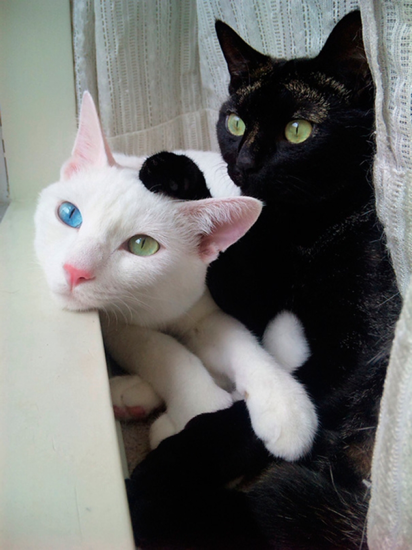 Yin and Yang: black and white seals that look so perfect that they seem to be one