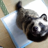 You will definitely fall in love with Tanu the raccoon dog