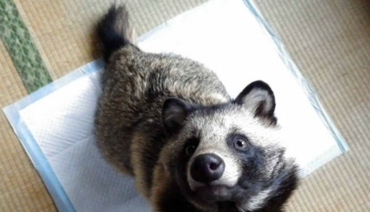 You will definitely fall in love with Tanu the raccoon dog