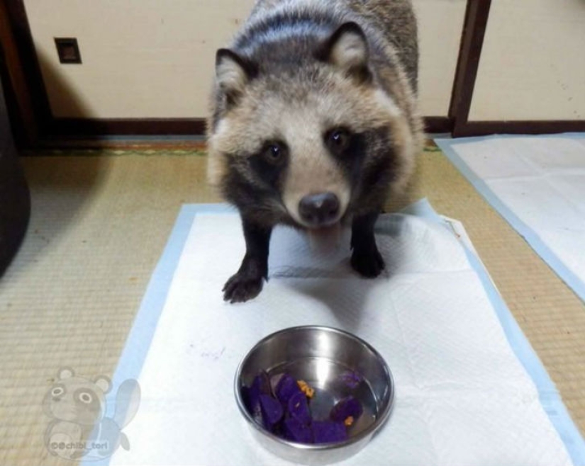 You will definitely fall in love with Tanu the raccoon dog