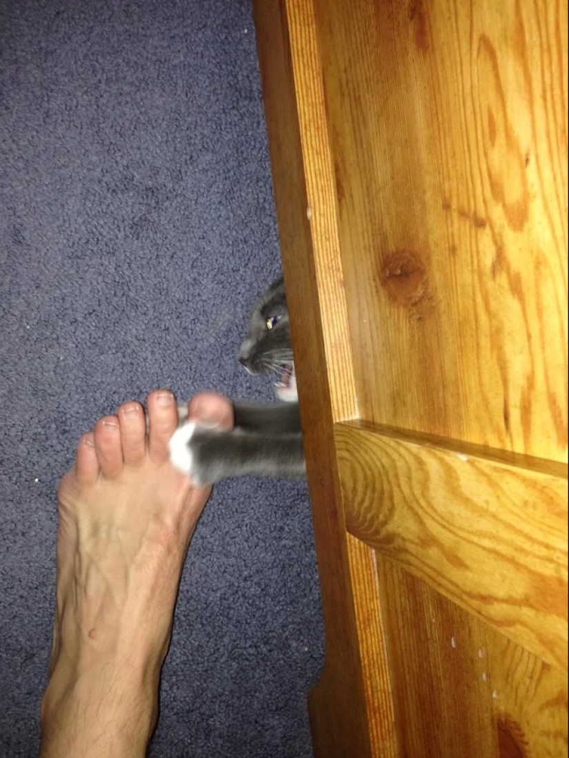 "Your cat broke down": 22 photos of cats with which there is clearly something wrong