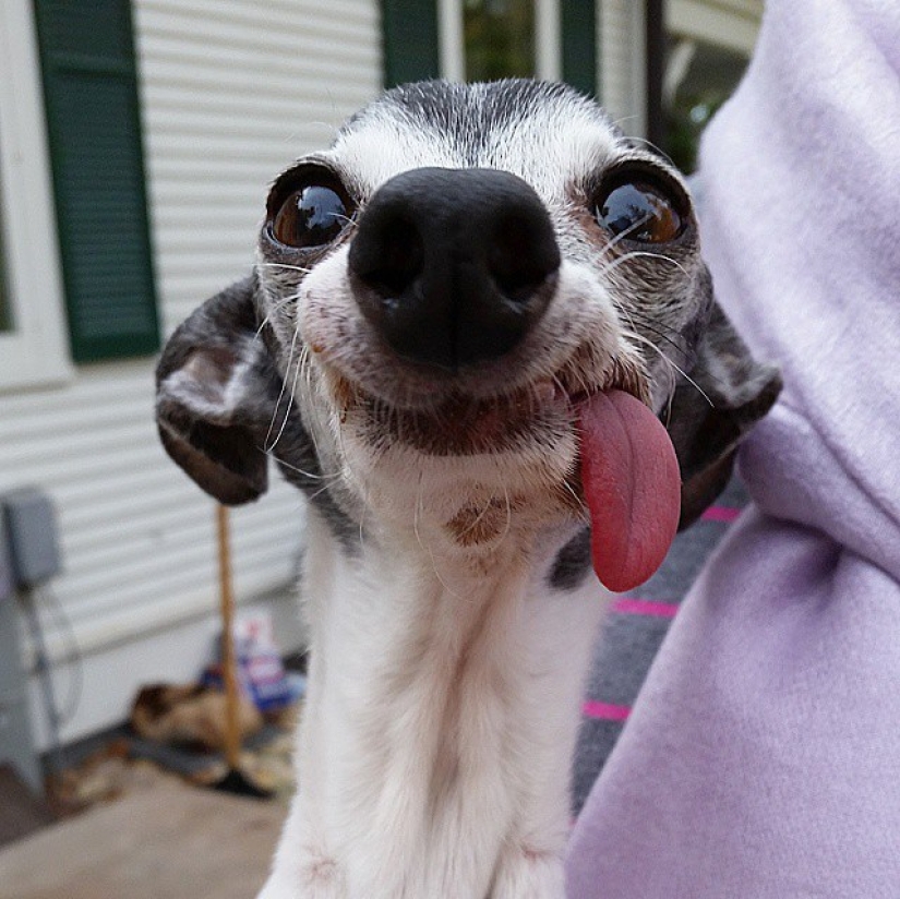 Zappa the dog is the counterpart of Sid the sloth from Ice Age.