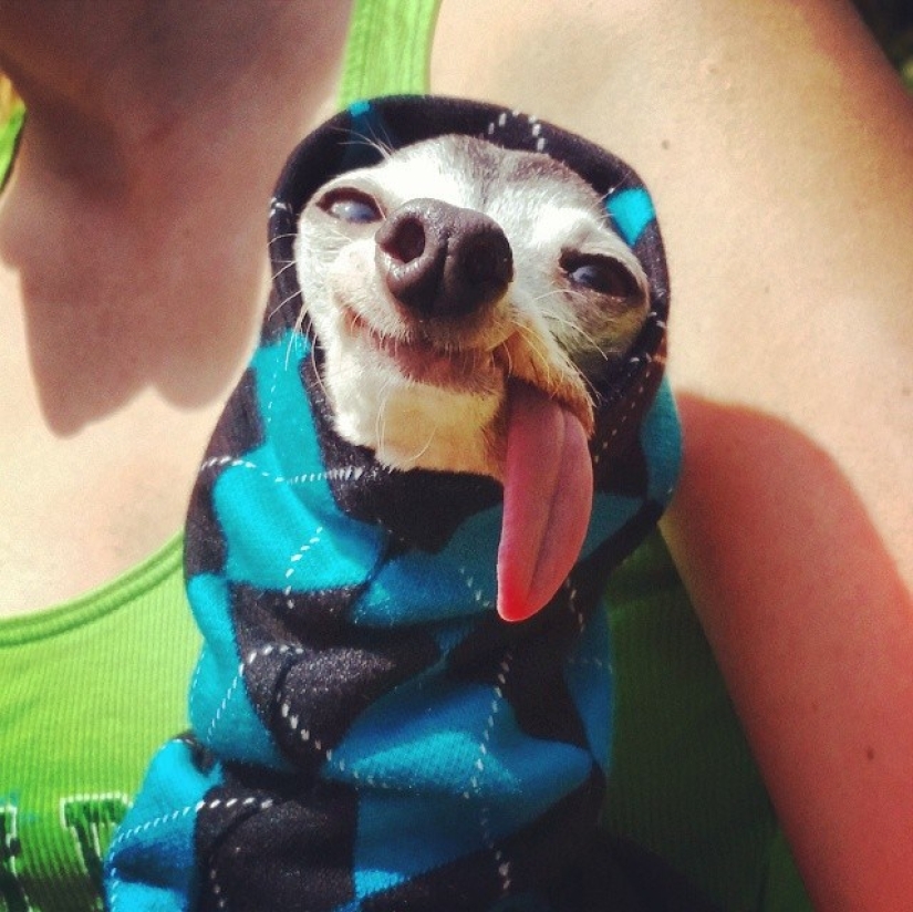 Zappa the dog is the counterpart of Sid the sloth from Ice Age.