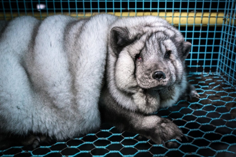 Zorro ártico completo: Los agricultores finlandeses alimentan a los animales a tamaños enormes