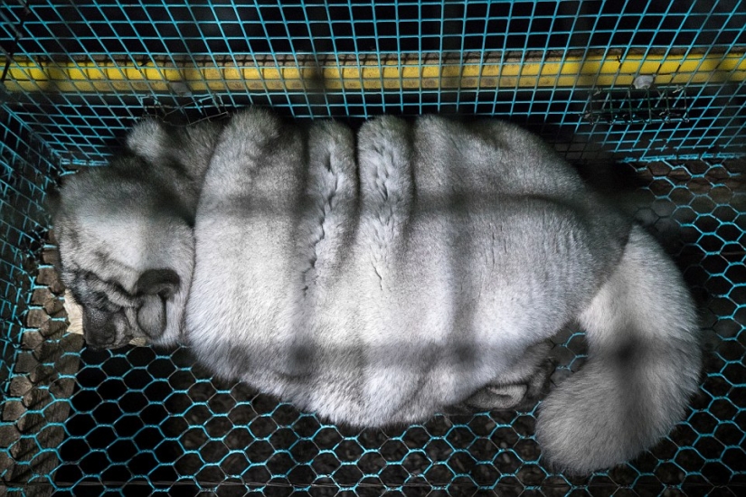 Zorro ártico completo: Los agricultores finlandeses alimentan a los animales a tamaños enormes