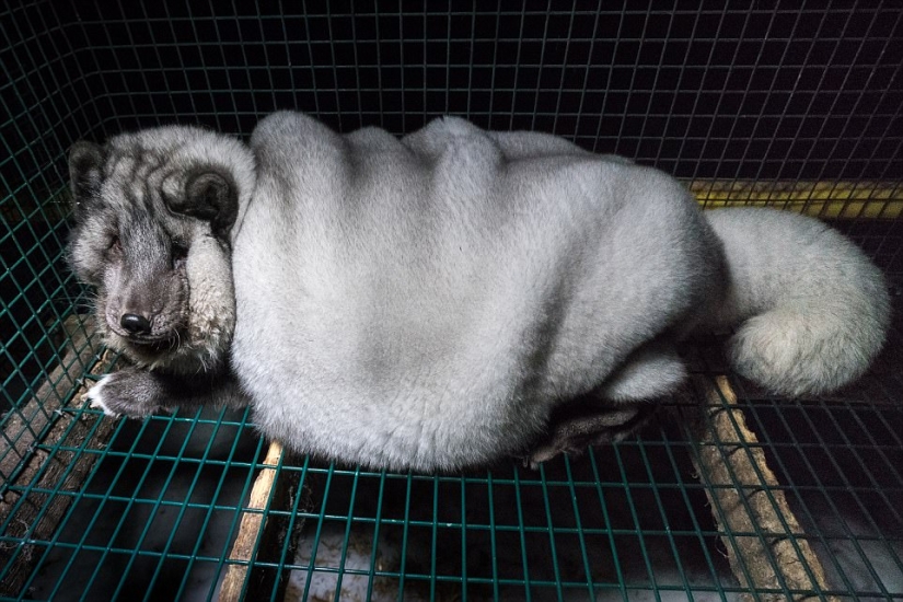 Zorro ártico completo: Los agricultores finlandeses alimentan a los animales a tamaños enormes